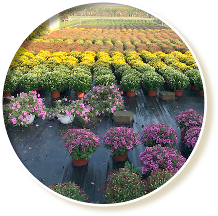 Majestic Nursery & Gardens